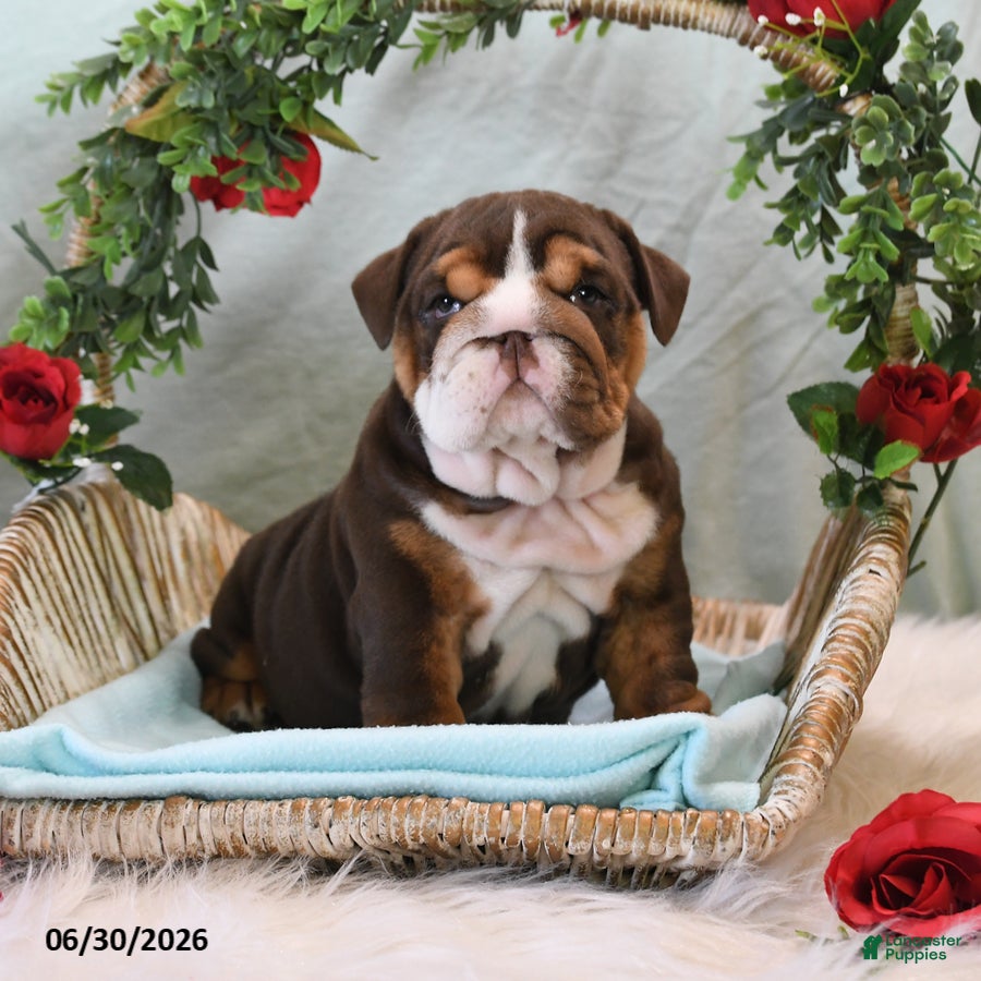 English Bulldog dogs Bonnie - Ad 1
