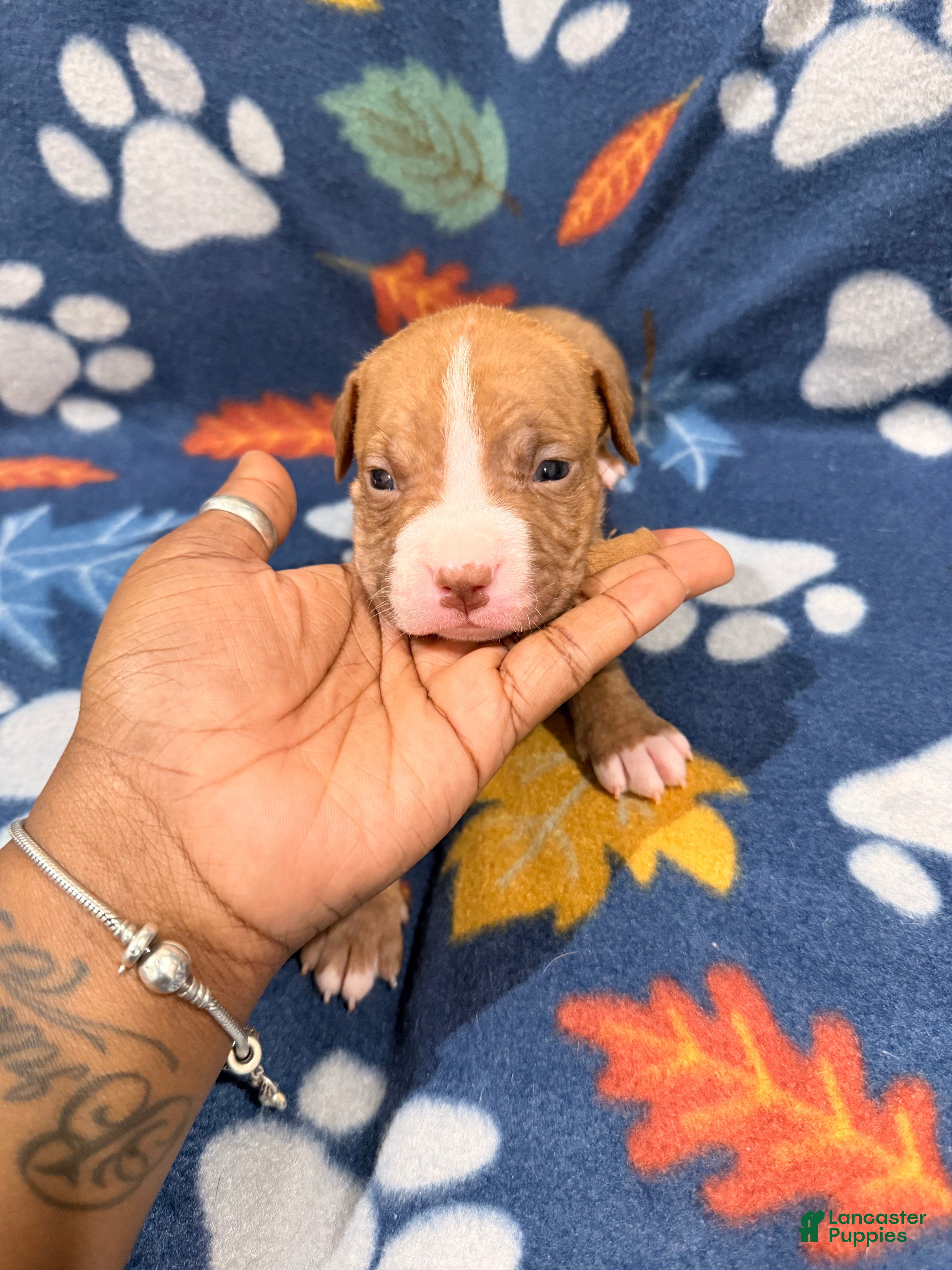 American Bully dogs for sale: American Bully Puppy 4 - Ad 4