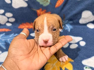 American Bully dogs American Bully Puppy 4 - Ad 6