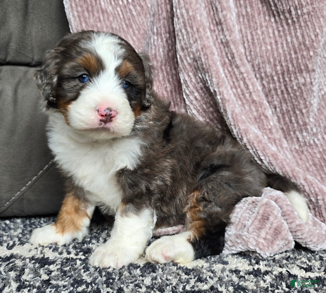 Mini Bernedoodle dogs for sale: Mini Bentley - Ad 17