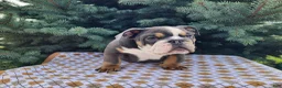 English Bulldog dogs for sale: Elliot - Ad 13