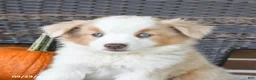 Miniature Australian Shepherd dogs for sale: Rosie - Ad 3