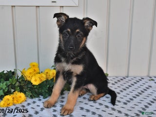 German Shepherd dogs - Ad 36