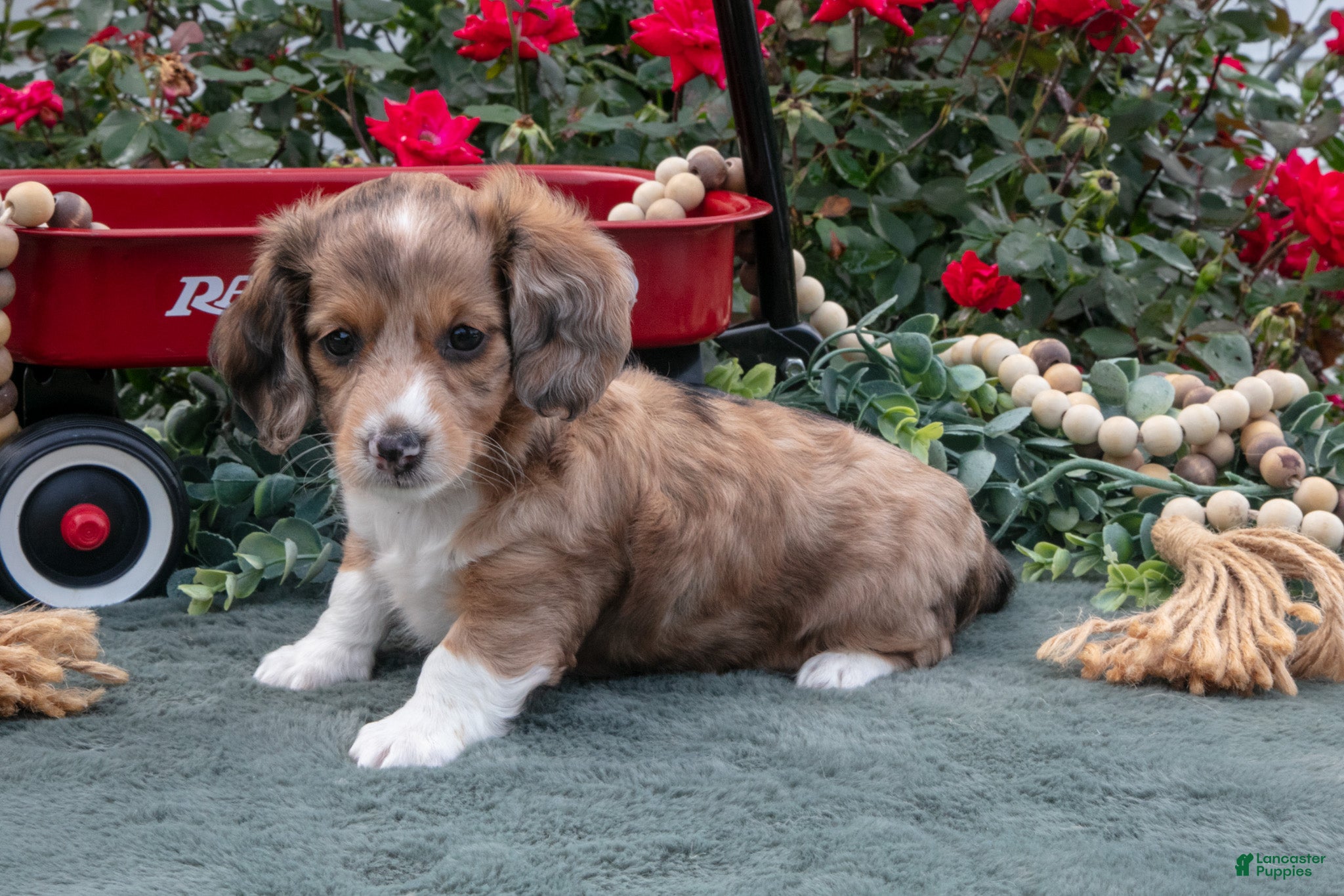 Miniature Dachshund dogs Luke - Ad 1