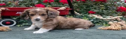 Miniature Dachshund dogs for sale: Luke - Ad 1