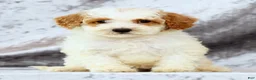 Bichpoo dogs for sale: Eric - Ad 6