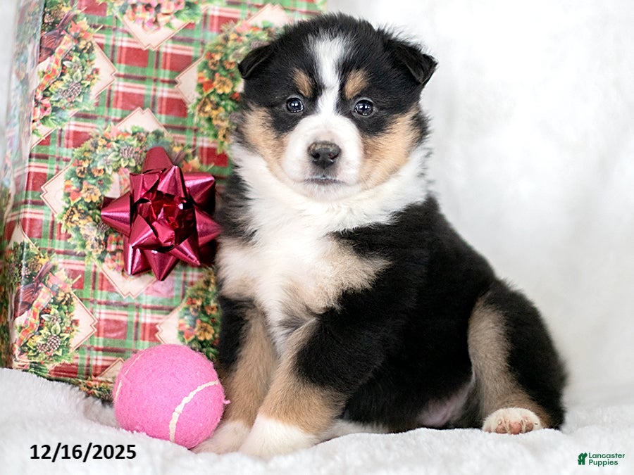 Miniature Australian Shepherd dogs Ivy - Ad 22