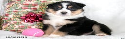 Miniature Australian Shepherd dogs for sale: Ivy - Ad 1