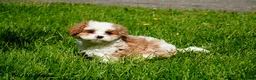 Cavapoo dogs for sale: Amos - Ad 3