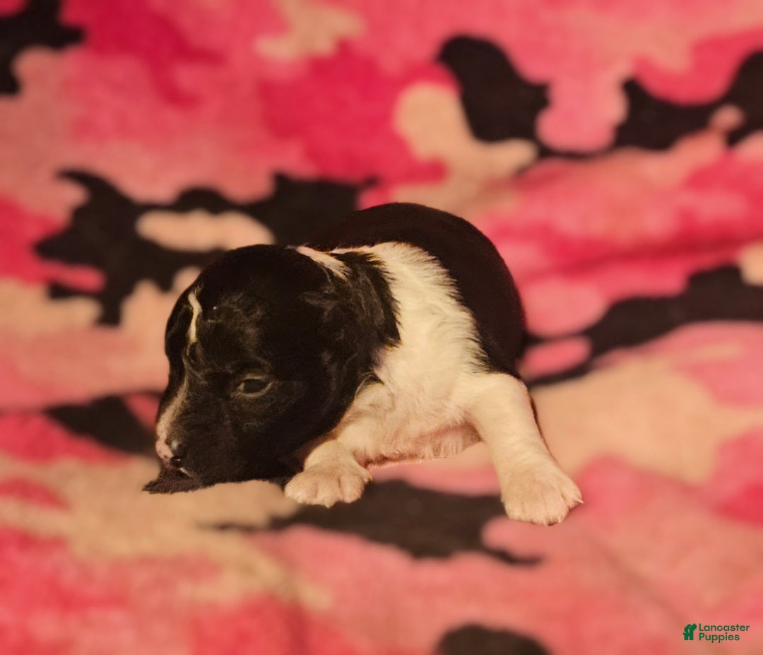 Chihuahua dogs for sale: Cindy - Ad 11