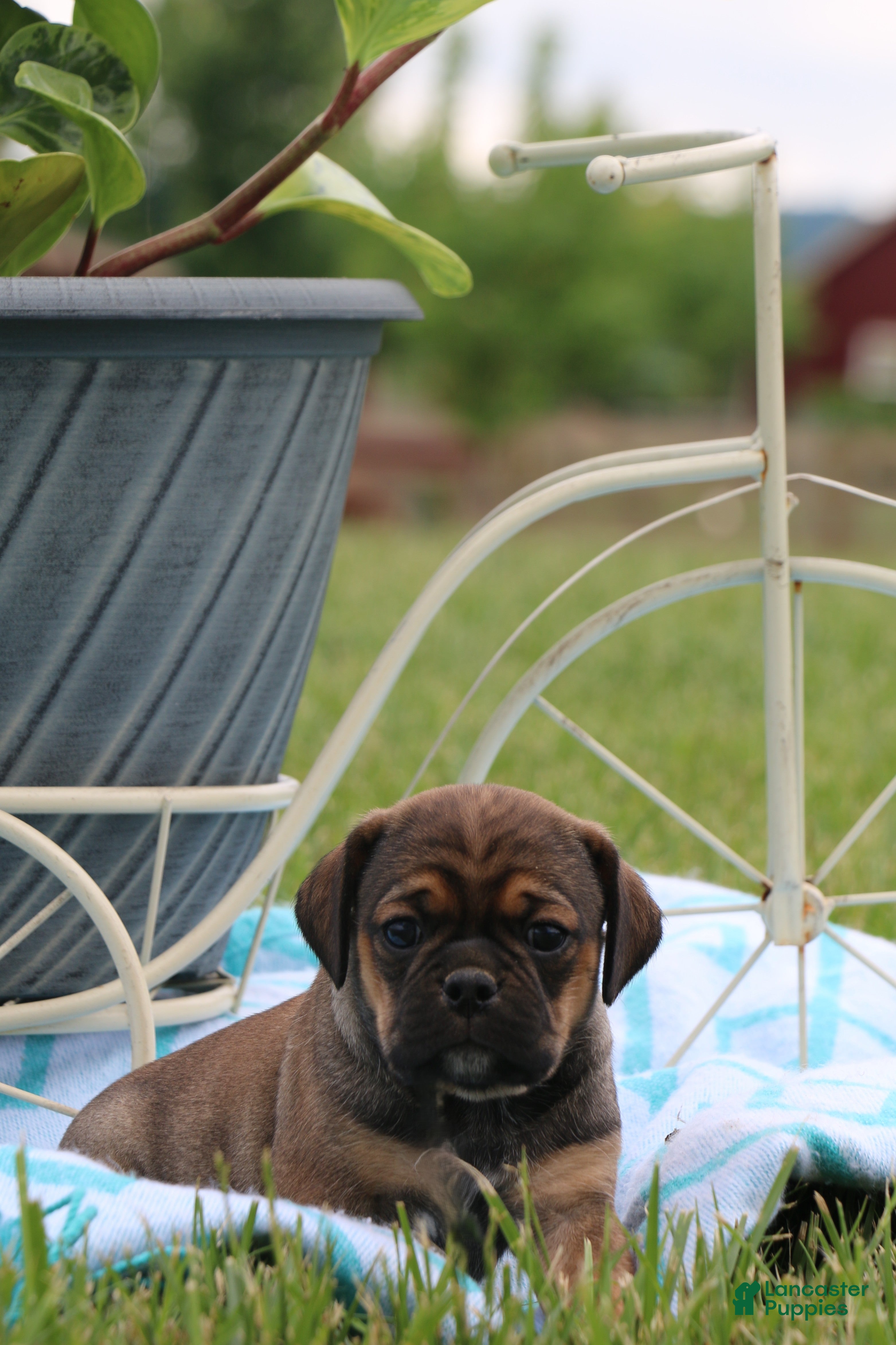 Puggle dogs for sale: Ranger - Ad 3