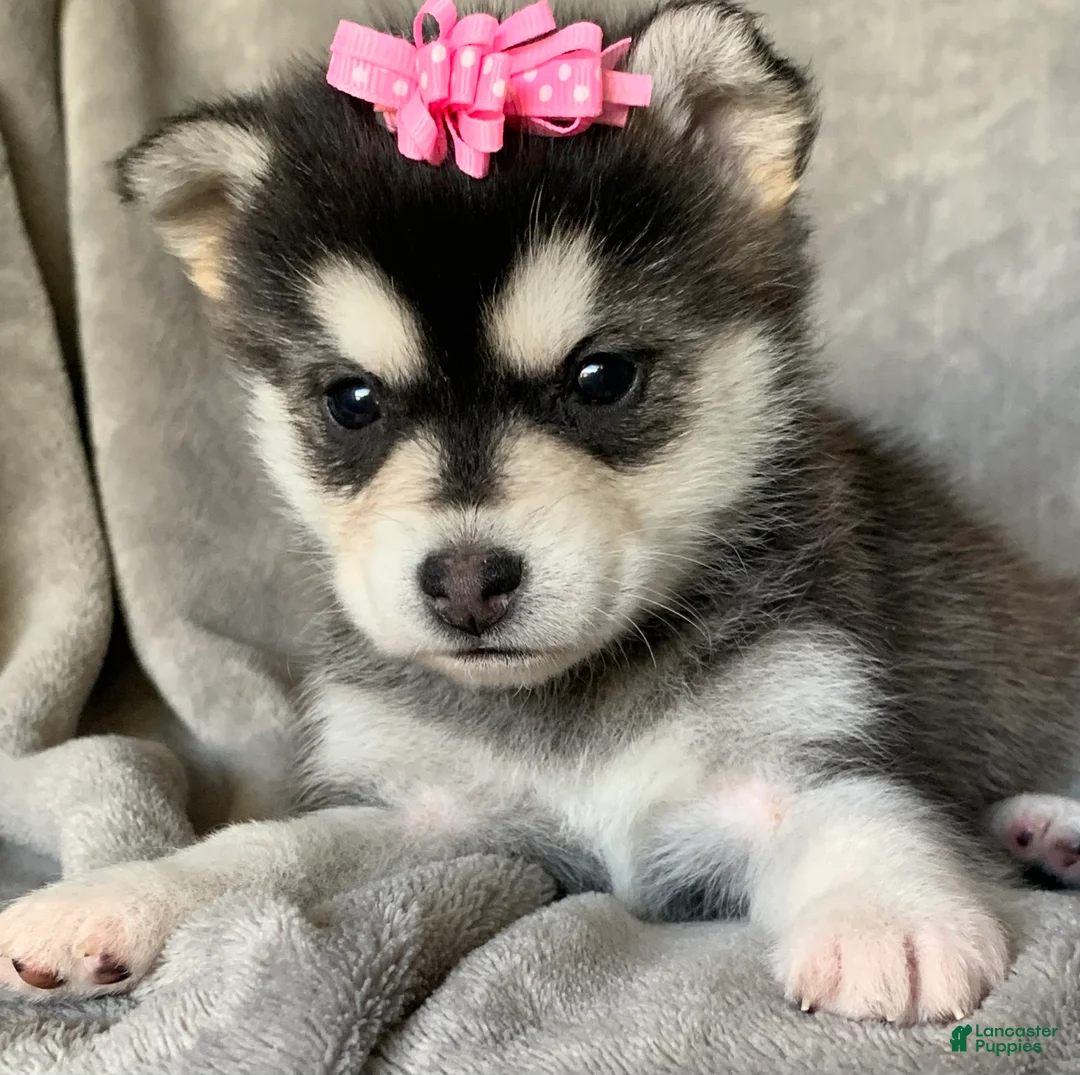 Alaskan Klee Kai dogs for sale: Gorgeous Toy Husky~Sweet POLLY~!!! - Ad 8