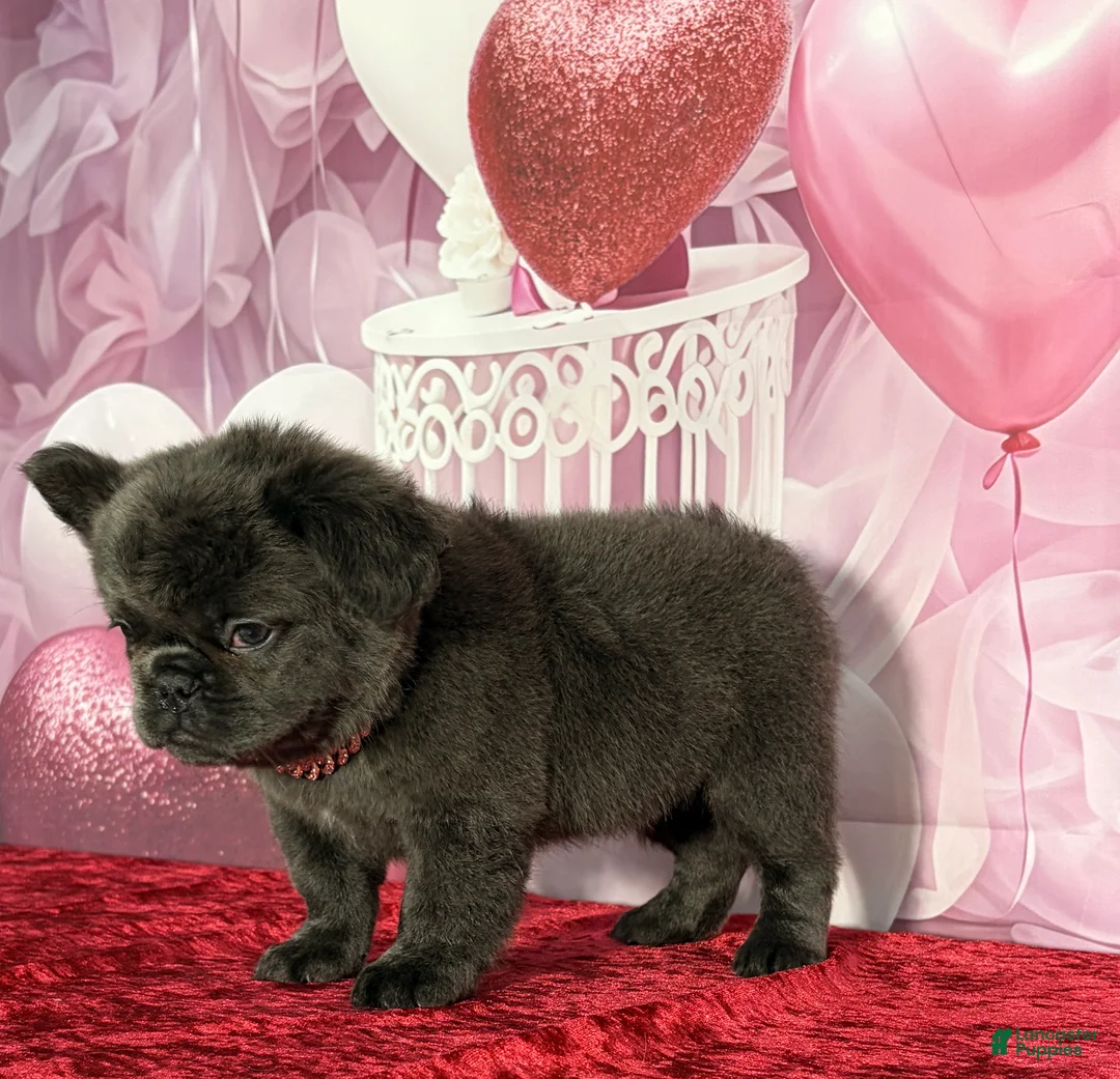 French Bulldog dogs for sale: Patty - Ad 2