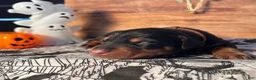 Doberman Pinscher dogs for sale: Spook: European Bloodlines - Ad 4