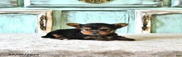 Yorkshire Terrier dogs for sale: Lucy  EXTRA SMALL - Ad 3