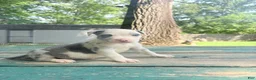 American Bully dogs for sale: Brodie - Ad 1