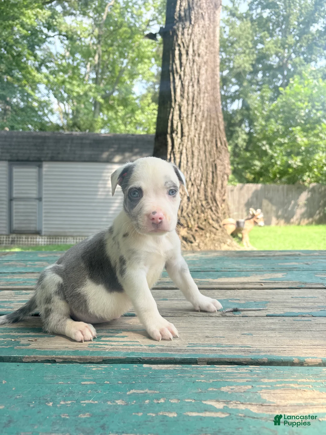 American Bully dogs for sale: Brodie - Ad 1