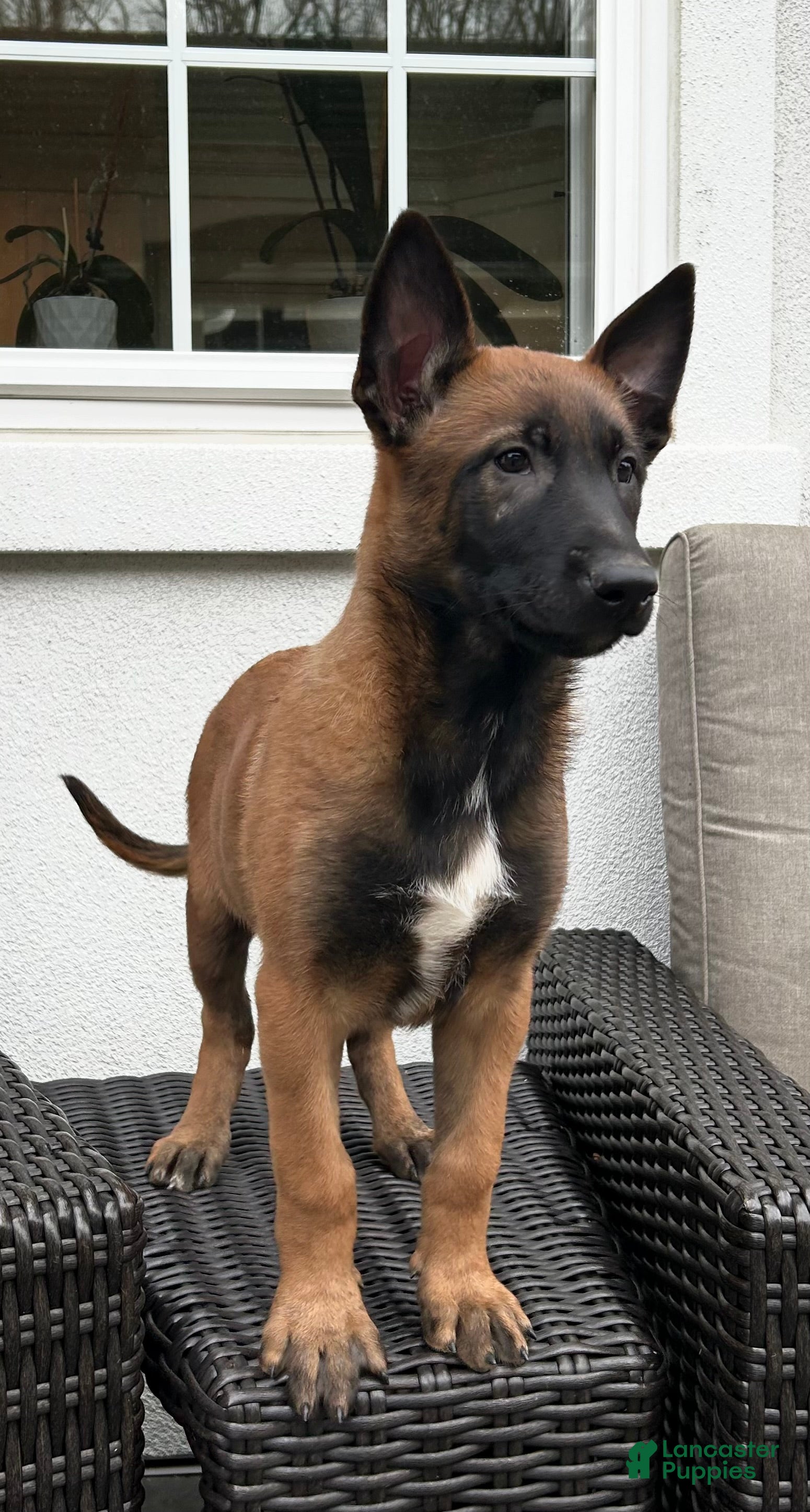 Belgian Malinois dogs Belgian Malinois Puppy Lucy - Ad 1