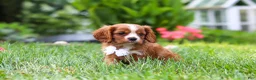 Cavalier King Charles Spaniel dogs for sale: Charlie - Ad 6