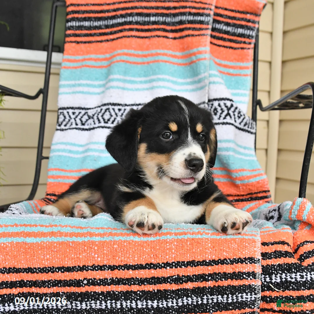 Mixed Breed dogs for sale: Toffee - Ad 3