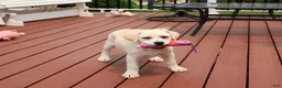 Labrador Retriever dogs for sale: Silvermist - Ad 4
