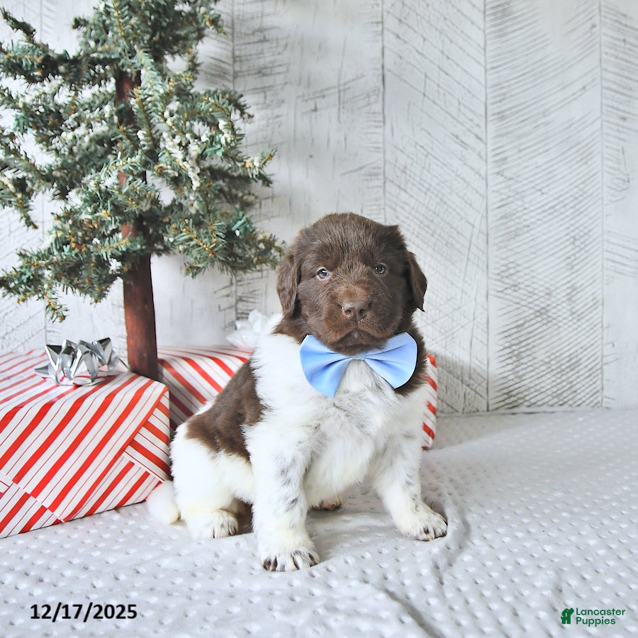 Newfoundland dogs Ivy - Ad 22