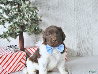 Newfoundland dogs Ivy - Ad 22