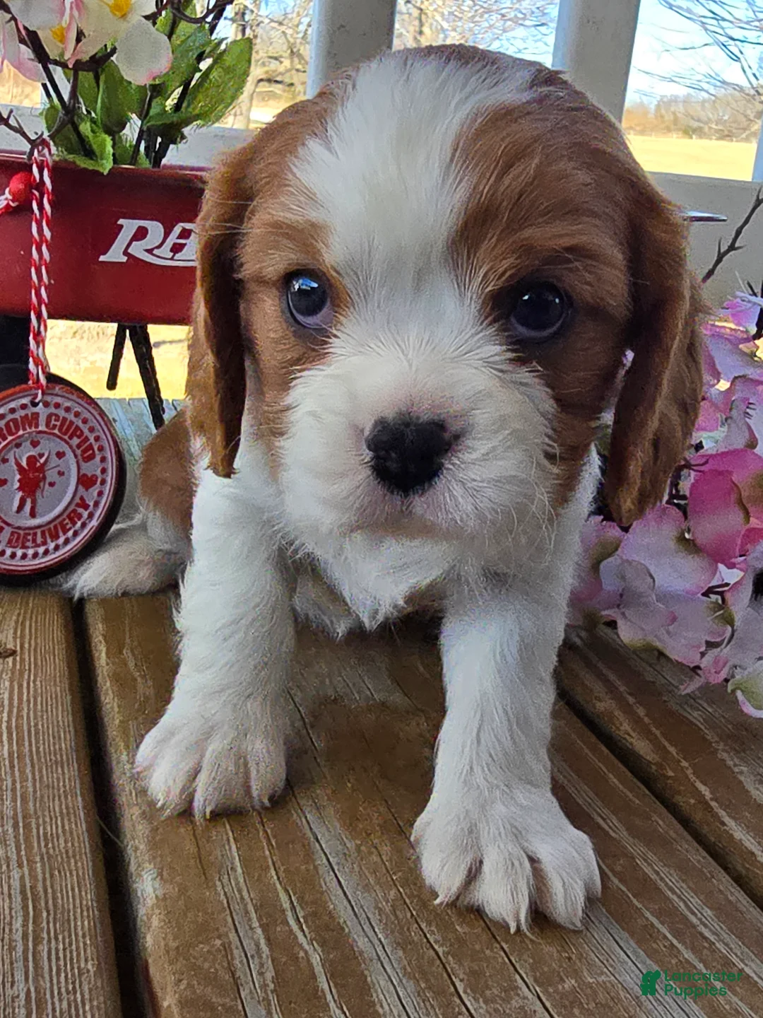 Cavalier King Charles Spaniel dogs for sale: Dolly - Ad 10
