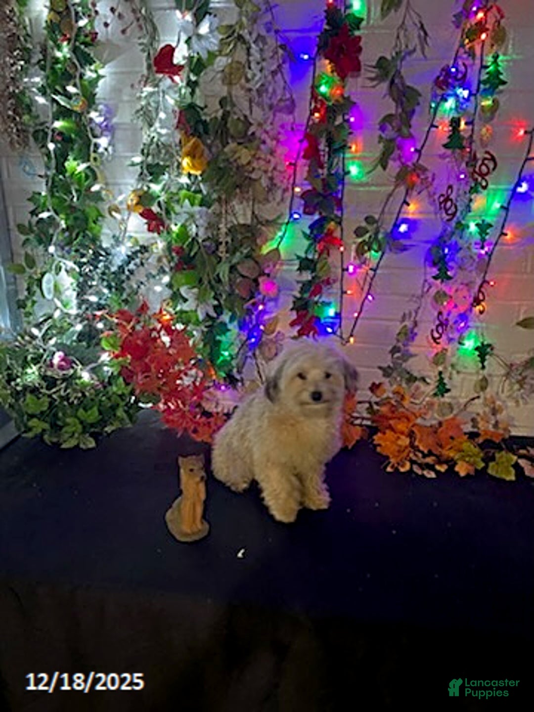 Havapoo dogs for sale: Blondie - Ad 19