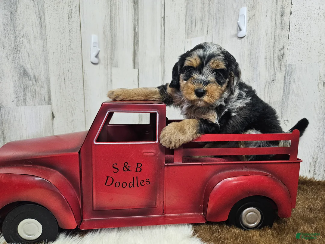 Mini Bernedoodle dogs for sale: F1b Ella - Ad 1