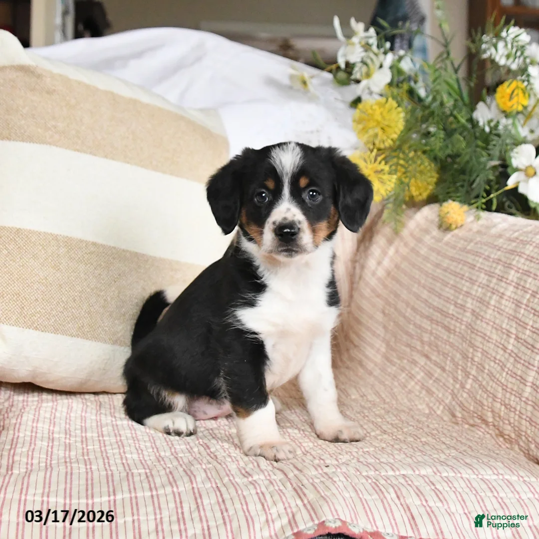 Mixed Breed dogs for sale: Charm  - Ad 1