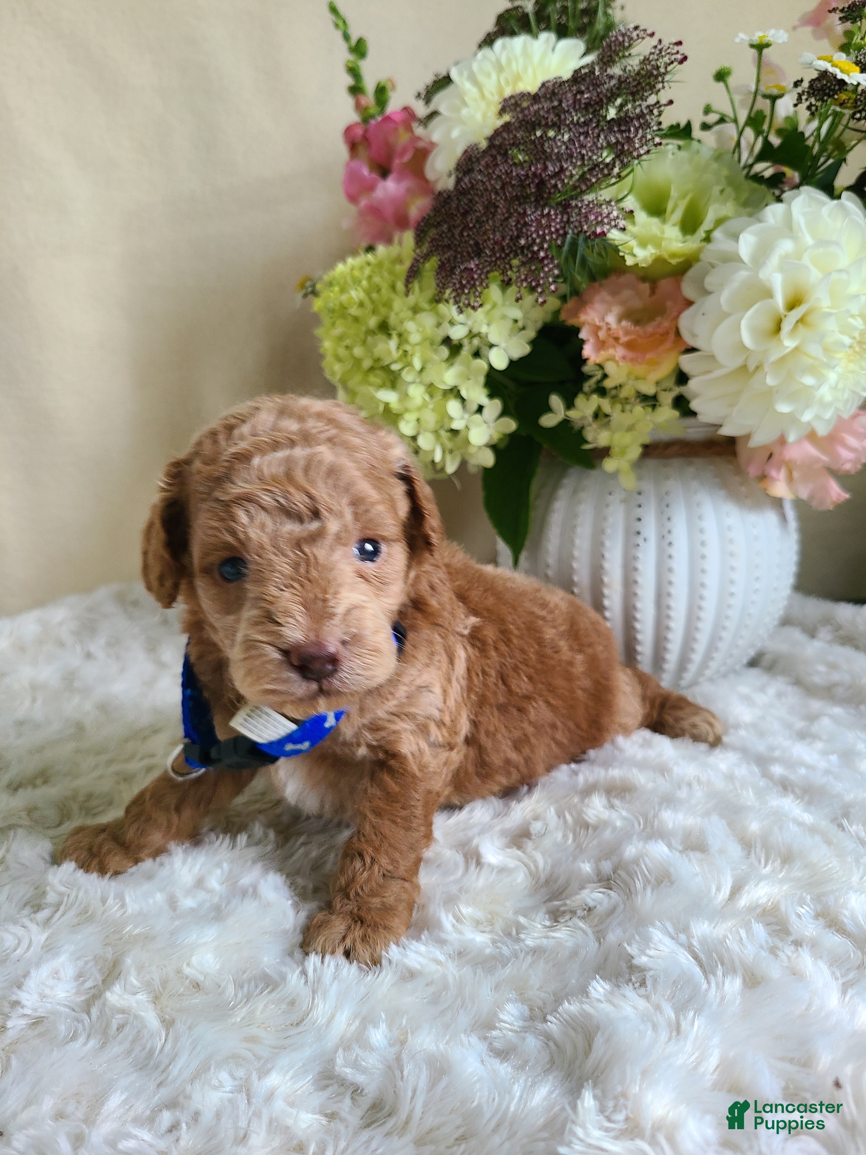 Mini Goldendoodle dogs Isaac - Ad 2