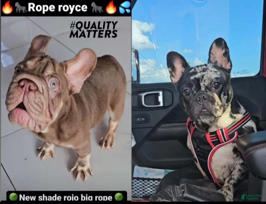 French Bulldog dogs for sale: French Bulldog 1 - Ad 3
