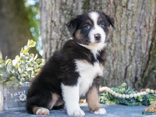 Australian Shepherd dogs - Ad 30