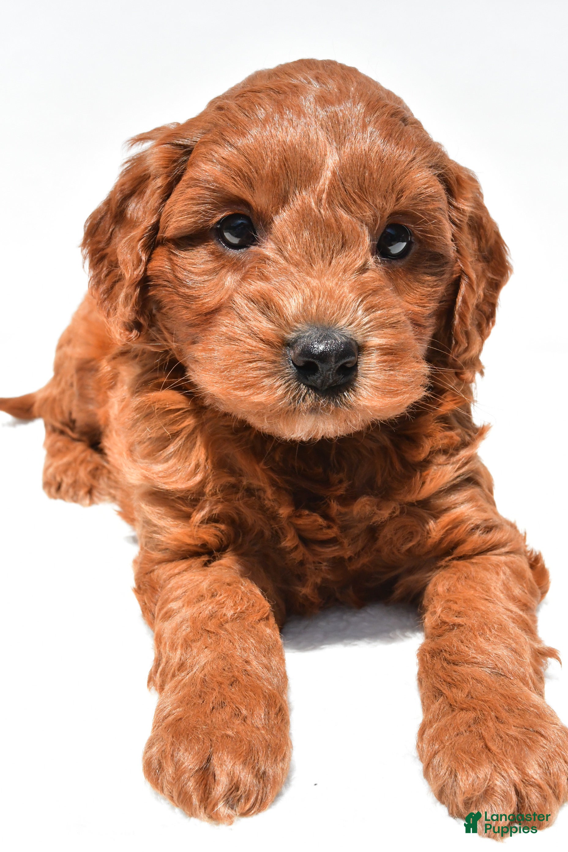 Mini Goldendoodle dogs Hank  - Ad 2