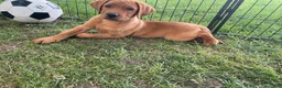 Labrador Retriever dogs for sale: Light Blue Collar Scooby - Ad 2