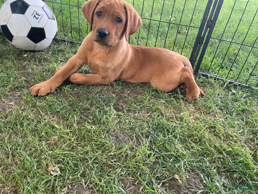 Labrador Retriever dogs for sale: Light Blue Collar Scooby - Ad 2