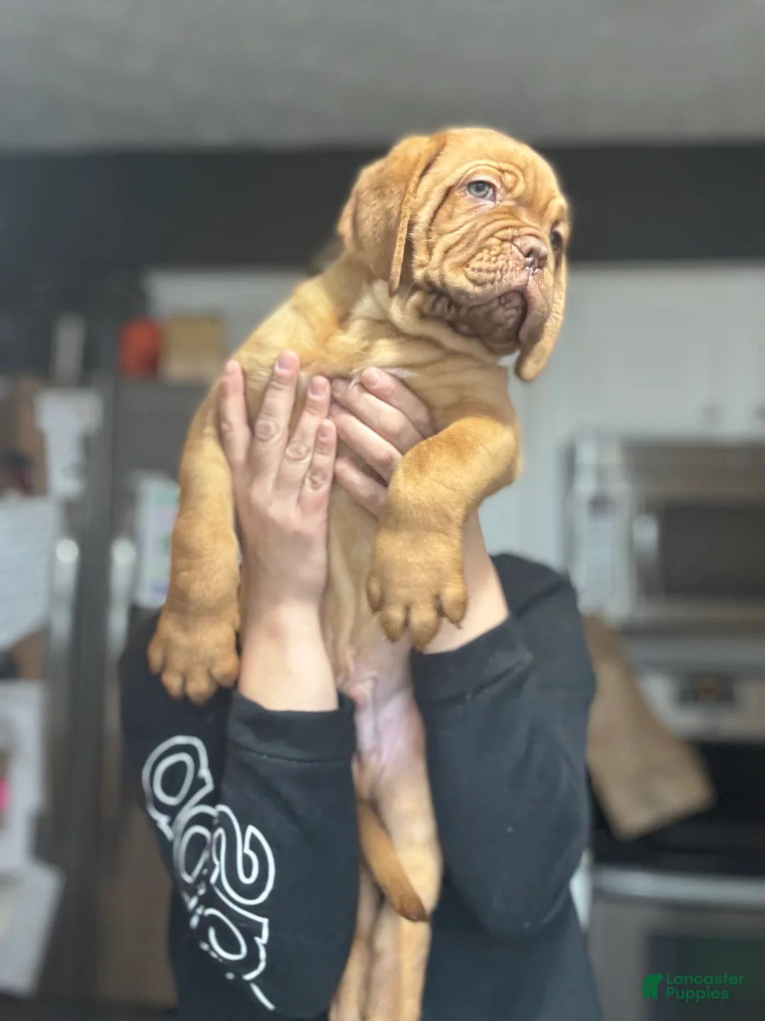 Dogue De Bordeaux dogs for sale: Dogue De Bordeaux Puppy  - Ad 2