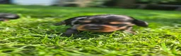 Mixed Breed dogs for sale: Jeagar - Ad 6