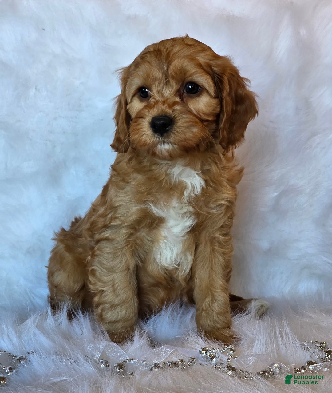 Cavapoo dogs for sale: Winston - Ad 5