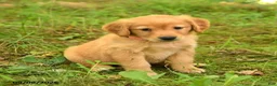 Golden Retriever dogs for sale: Diana - Ad 5
