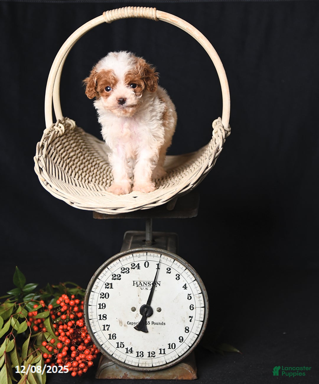 Toy Poodle dogs for sale: Teeny Tiny Echo - Ad 4