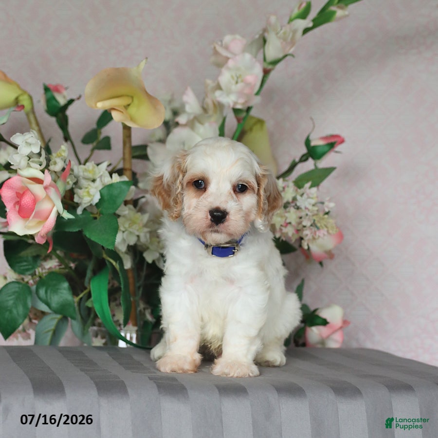 Cavapoo dogs for sale: Louie - Ad 3