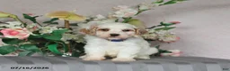 Cavapoo dogs for sale: Louie - Ad 1