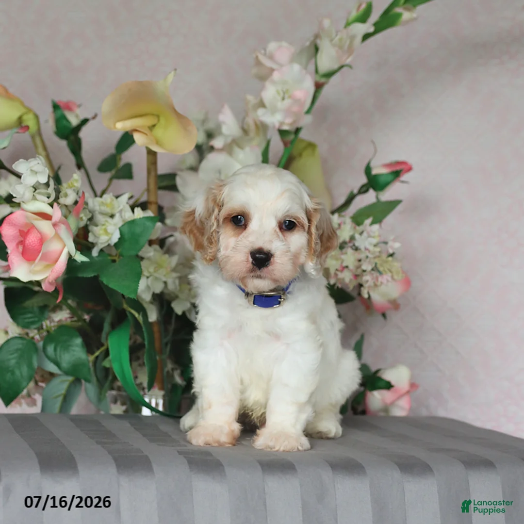 Cavapoo dogs for sale: Louie - Ad 1