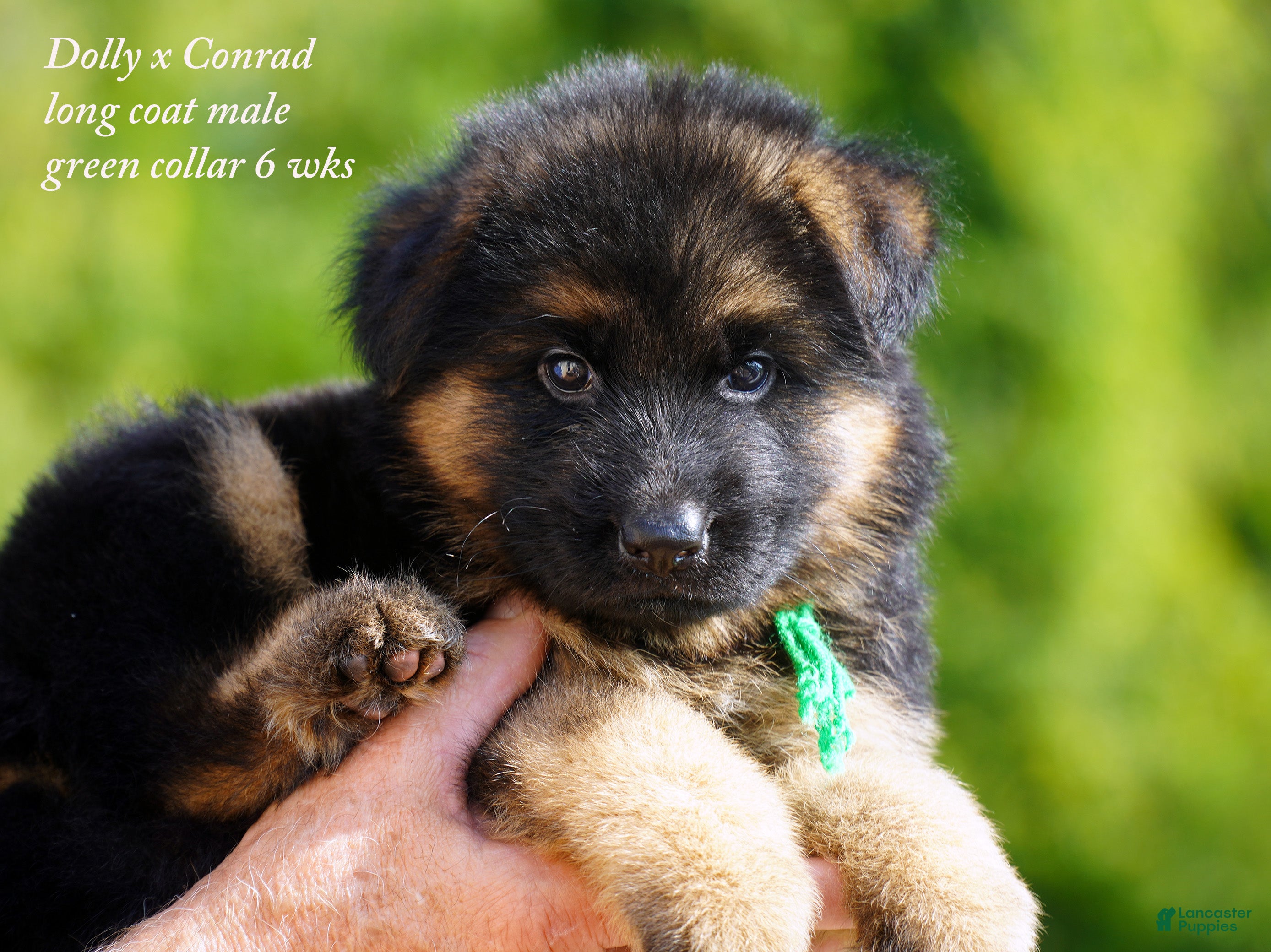 German Shepherd dogs German Shepherd green collar - Ad 35