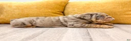 English Bulldog dogs for sale: Felix - Ad 2