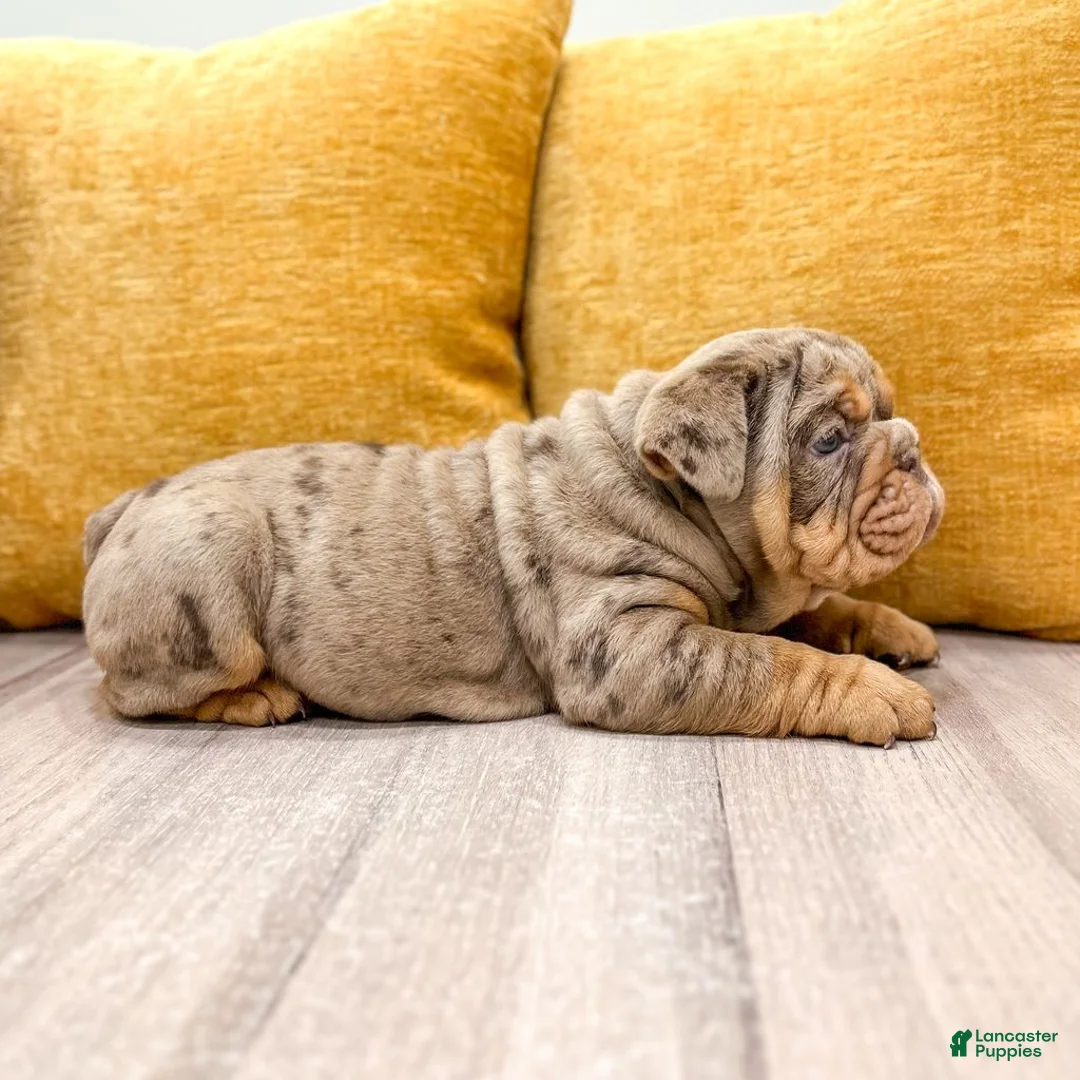 English Bulldog dogs for sale: Felix - Ad 2