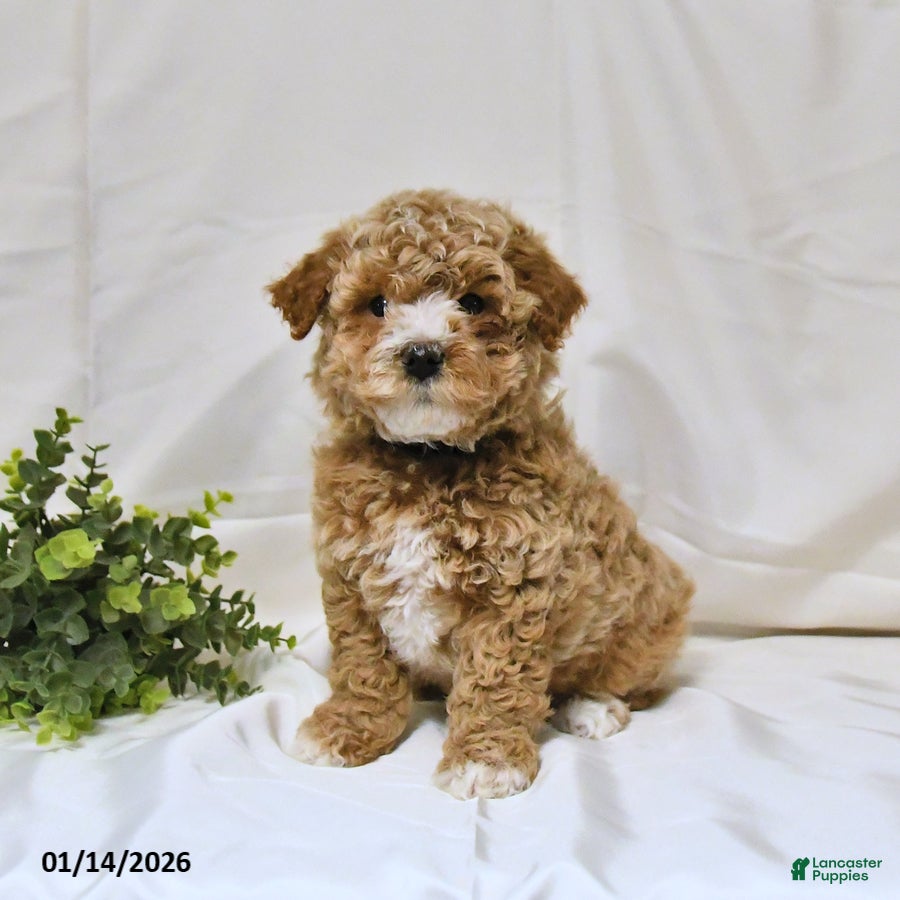 Bichpoo dogs Sky - Ad 30