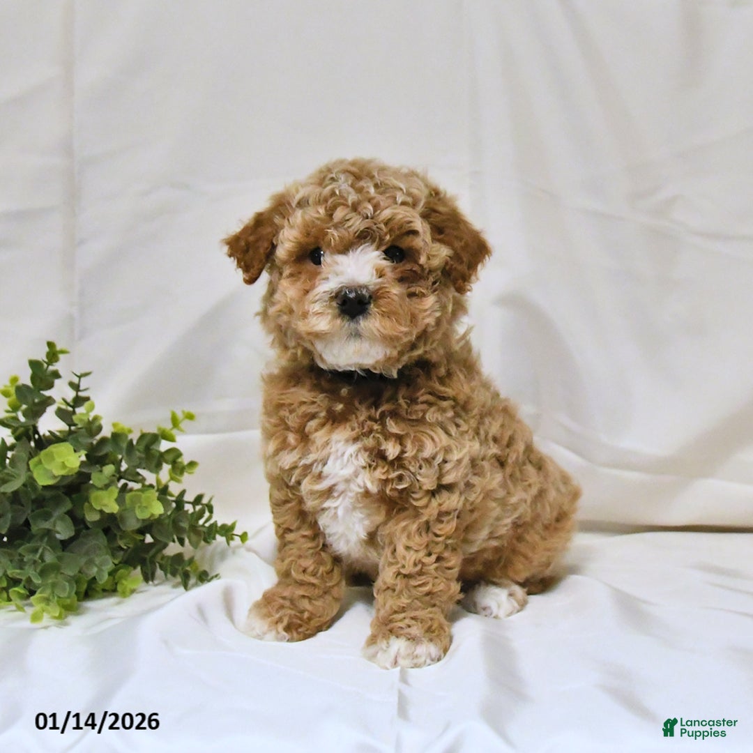 Bichpoo dogs for sale: Sky - Ad 1